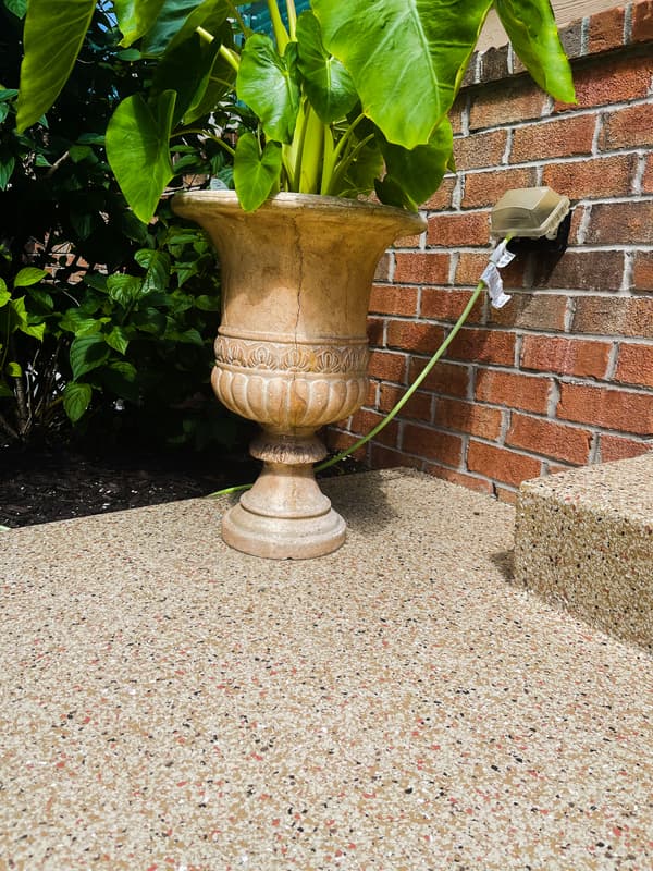 Ornate stone planter with lush green leaves on a textured patio, next to a brick wall and electric outlet.